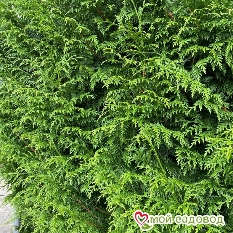 Туя складчатая Гельдерлэнд