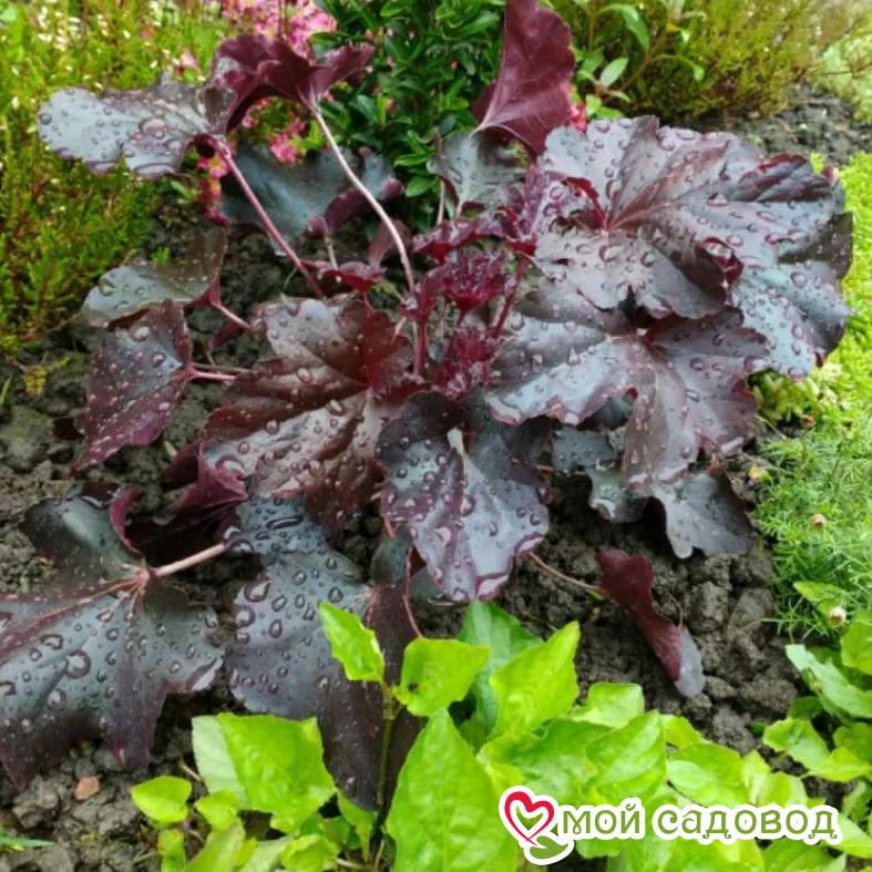 Гейхера Дарк Мистери