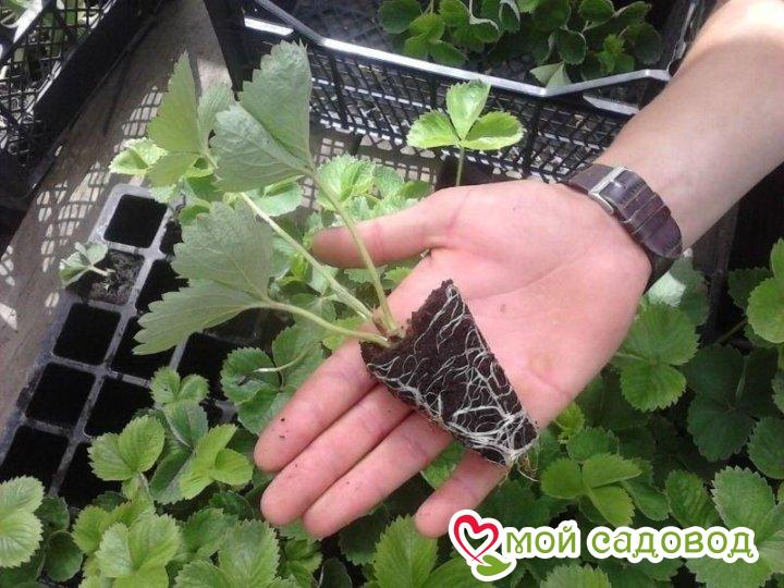 Клубника Амалия